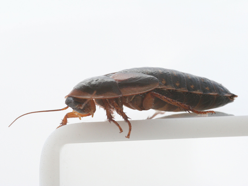 Weibchen